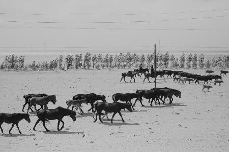 Altay Horses