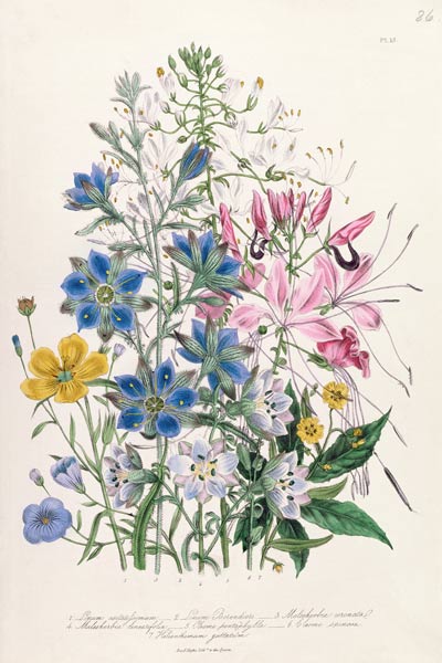 Cornflower, plate 15 from 'The Ladies' Flower Garden' a Jane Loudon