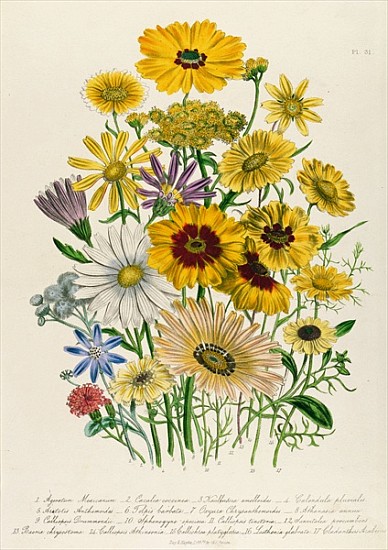 Daisies, plate 31 from ''The Ladies'' Flower Garden'', published 1842 a Jane Loudon