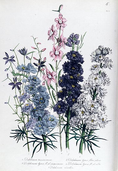 Delphiniums, plate 3 from ''The Ladies'' Flower Garden'', published 1842 a Jane Loudon