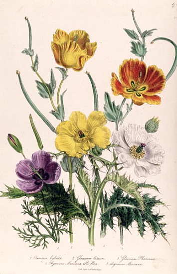 Poppies and Anemones, plate 5 from ''The Ladies'' Flower Garden'', published 1842 a Jane Loudon