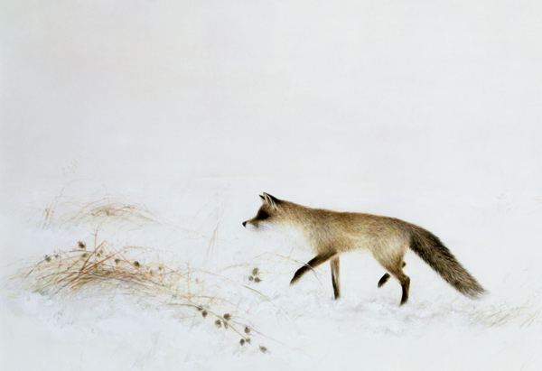 Fox in Snow  a Jane  Neville