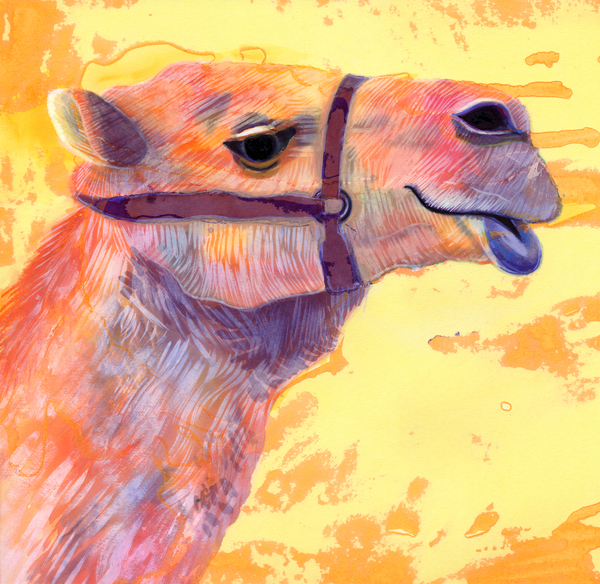 Camel a Jane Tattersfield