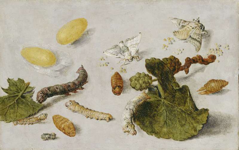 Die Verwandlung der Seidenraupe. a Jan van Kessel