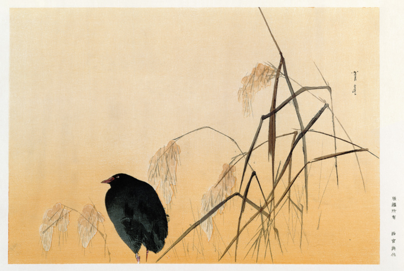 Blackbird, Edo Period (silk scroll) a Japanese School