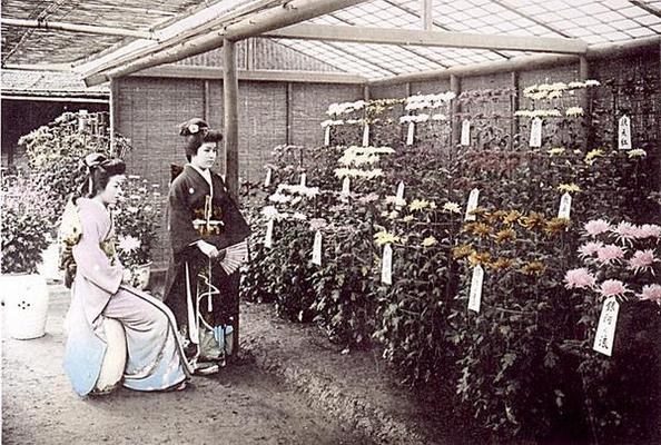 A rich display of chrysanthemums, 1905 (hand coloured photo) a Japanese School, (20th century)
