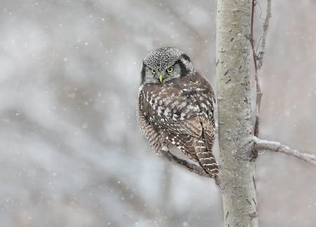 Northern Hawk Owl look back