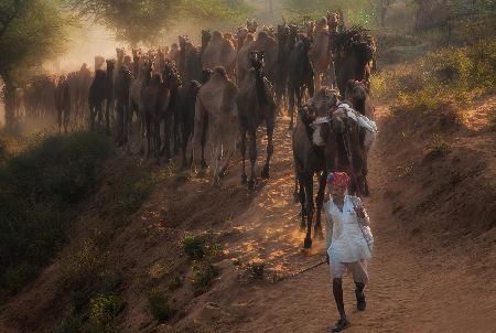 Camel March
