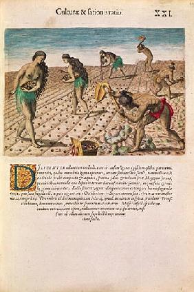 Florida Indians planting maize, from ''Brevis Narratio...'', published Theodore de Bry, 1591(see als