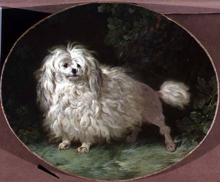 Portrait of a Poodle a Jean Jacques Bachelier