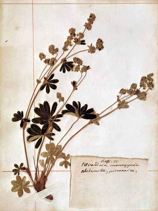 Alchemilla, from a Herbarium a Jean-Jacques Rousseau