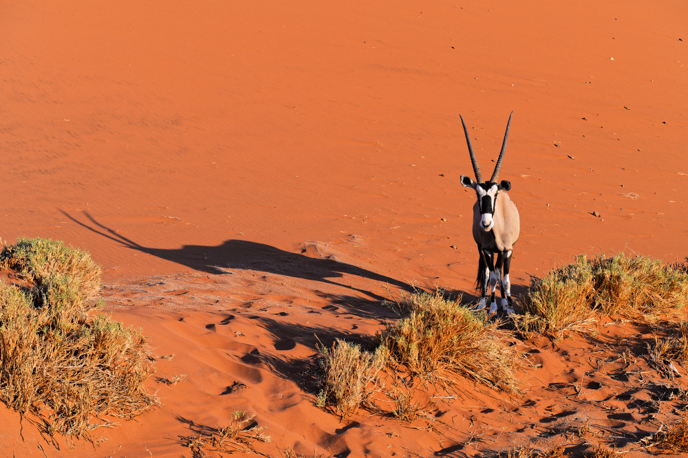Oryx a Jean-Pierre Sepchat