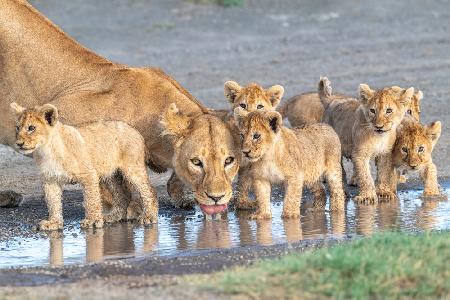 At the watering hole.