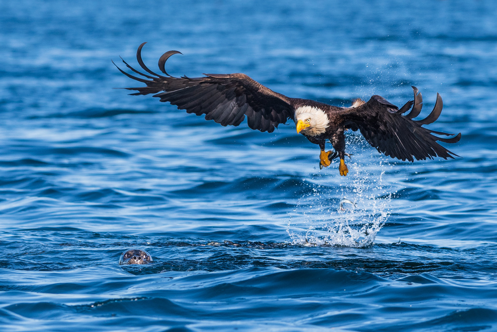 The eagle and the sea lion a Jeffrey C. Sink
