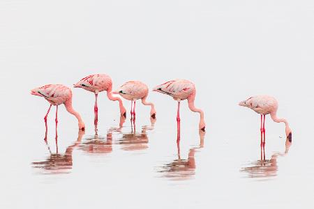 Flamingos in the mist