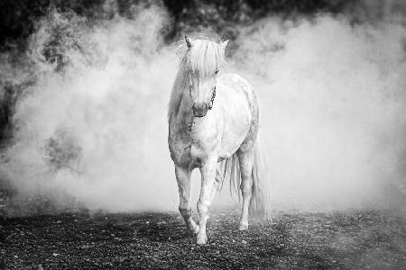 Icelandic pony