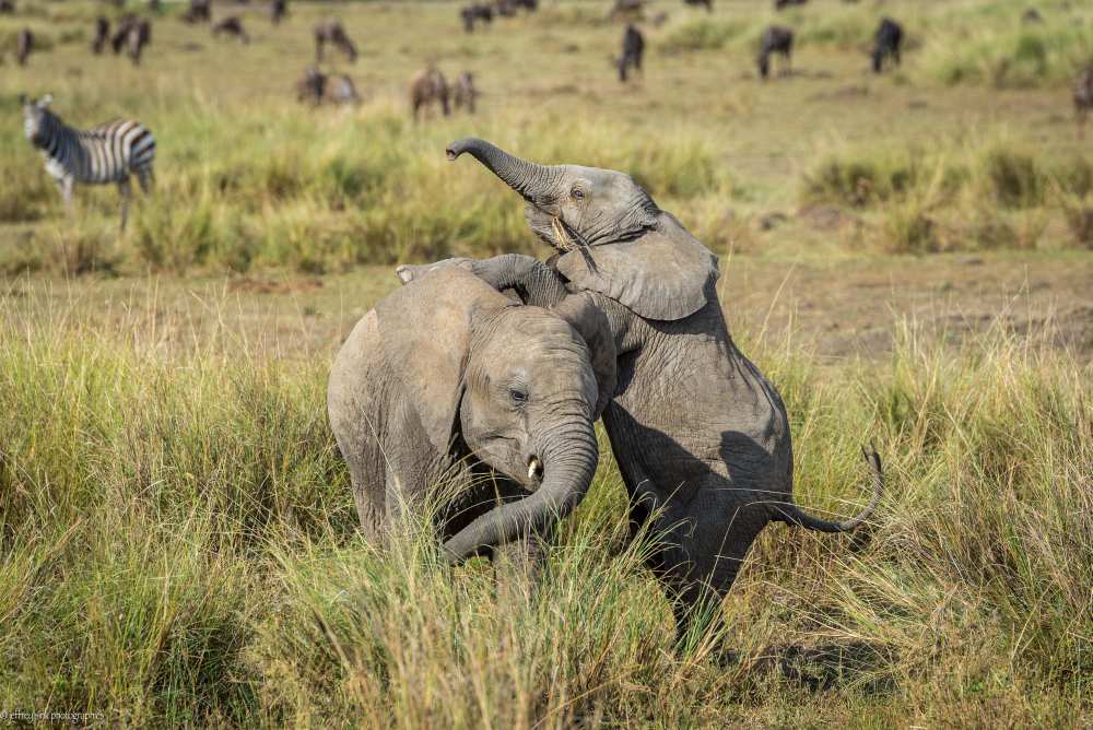 Juvenile horseplay for elephants a Jeffrey C. Sink