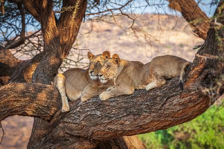 Lions can not climb trees