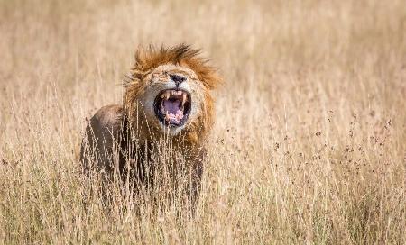 Male lion scenting a female