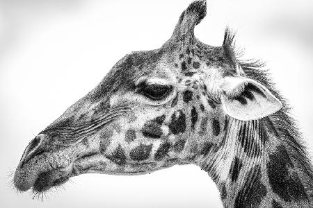 Maasai giraffe