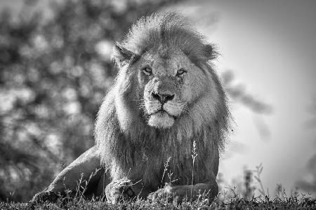 Monochromatic lion king