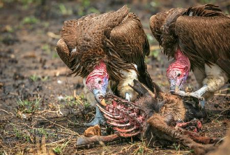 Nubian vultures