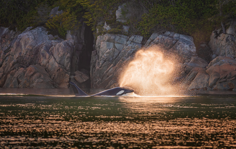 Orca at sunset a Jeffrey C. Sink