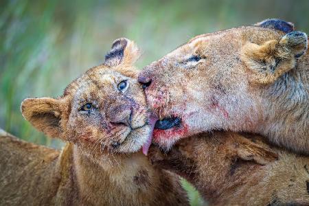 Post dinner grooming