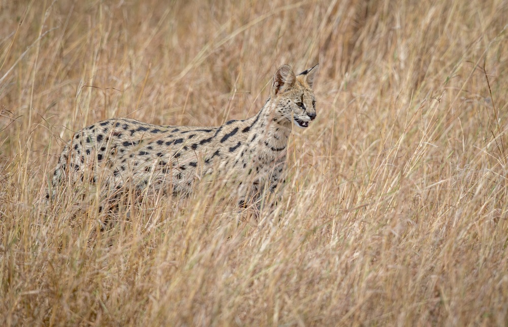 Serval cat in the tall red oat grass.... a Jeffrey C. Sink