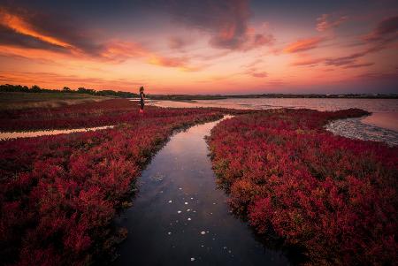 Red grass