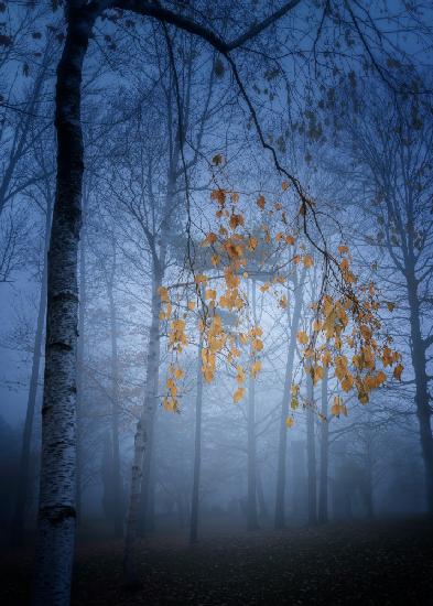 misty woods