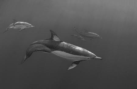 Mama and baby out (Dolphin)