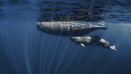 Mamas Belly ( sperm whales)