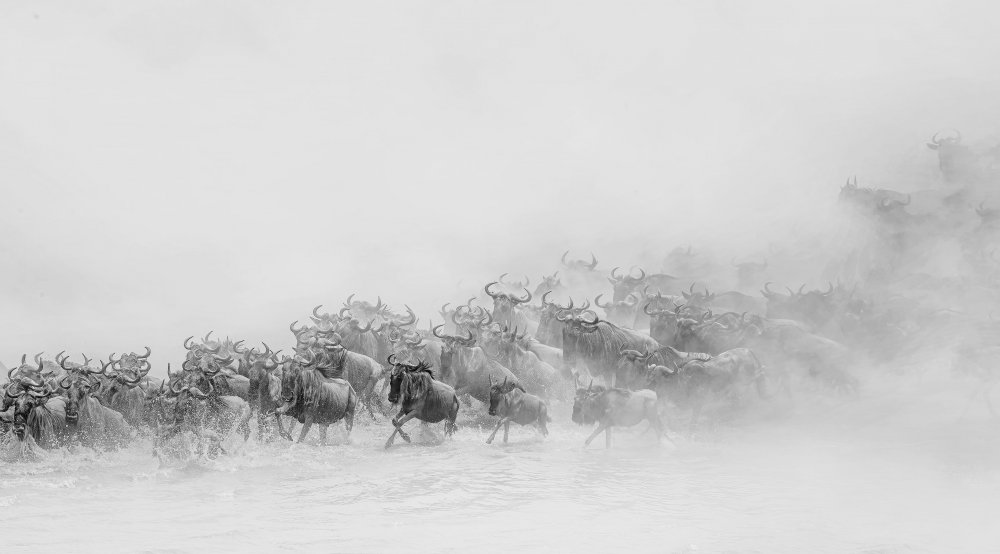 Migration ( wildebeests crossing river) a Jennifer Lu