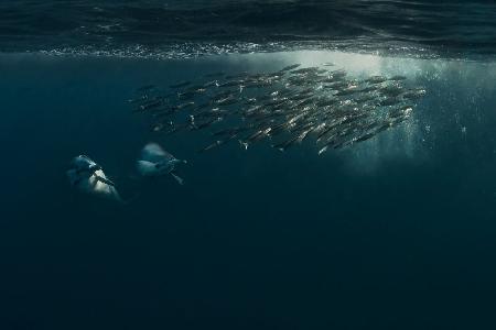 Team work (Dolphins chasing Baitball)