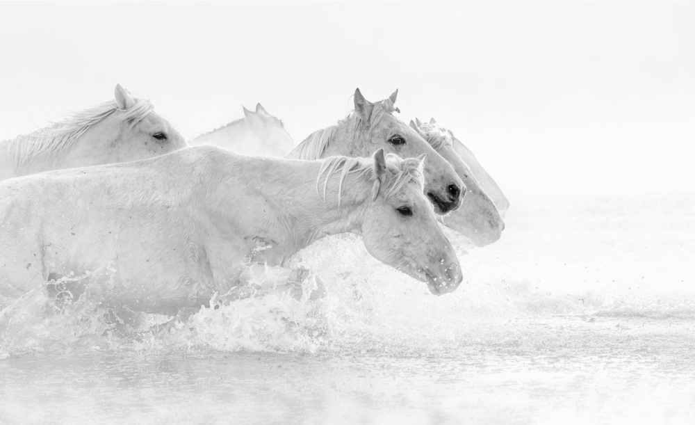 White horses a Jennifer Lu