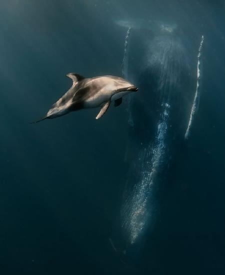 When Dophin meet whales ...