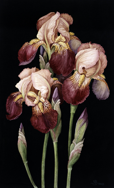 Irises, 2004 (w/c on paper)  a Jenny  Barron