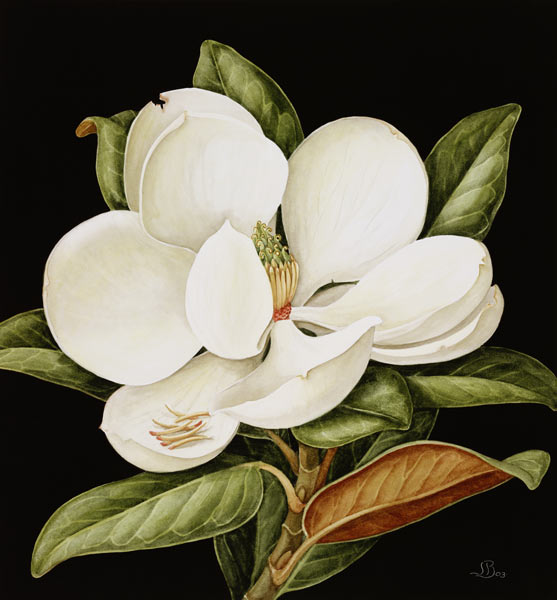 Magnolia Grandiflora, 2003 (w/c on paper)  a Jenny  Barron