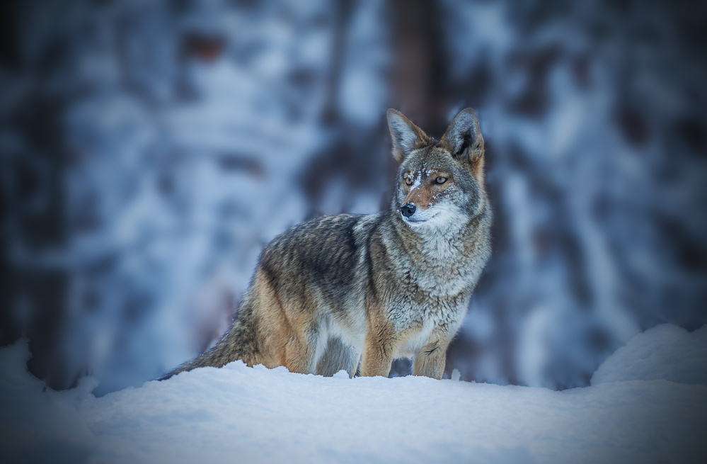 Coyote in Winter a Jenny Qiu