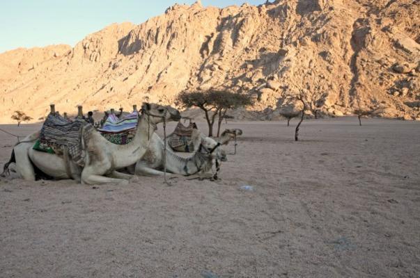 Kamele in der Wüste a Jenny Sturm