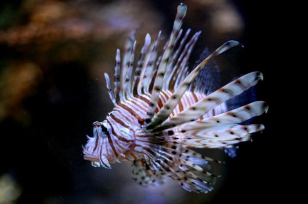 Rotfeuerfisch a Jenny Sturm