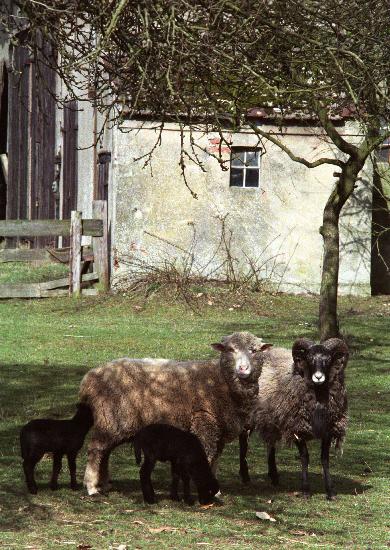 Landwirtschaft (Archivfoto und Text 1991) a Jens Büttner