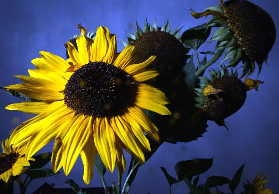 Sonnenblume im Regen a Jens Büttner