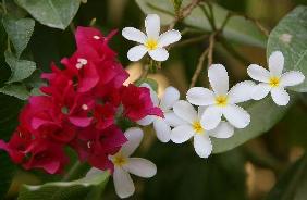 Blumen im Garten des Hotels "Atlantis The Palm"