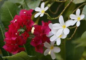 Blumen im Garten des Hotels "Atlantis The Palm"