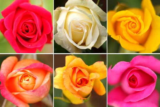 Blühende Rosen im Europa-Rosarium a Jens Wolf