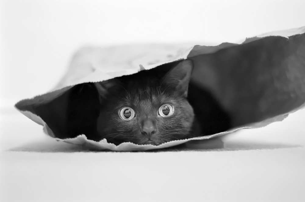 Cat in a bag a Jeremy Holthuysen