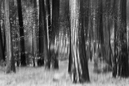 Distant Dogwoods in BW