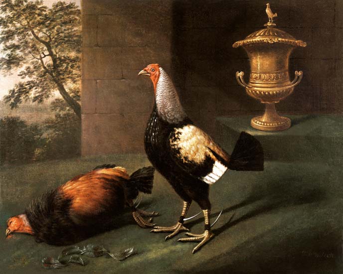 Portrait of `Phenomenon', the silver-laced bantam wearing spurs and standing over his victim a J.F. Wilson